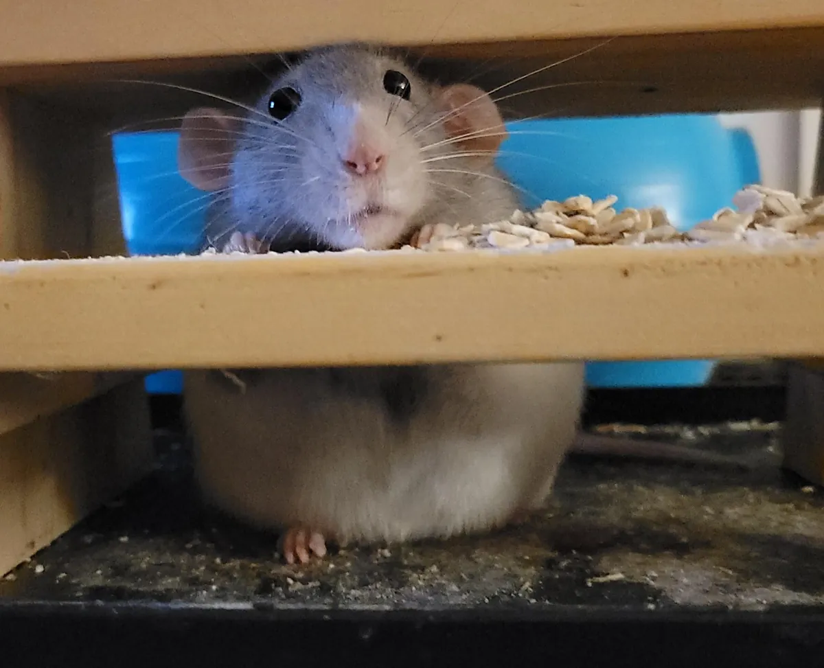 Would you buy her wares?