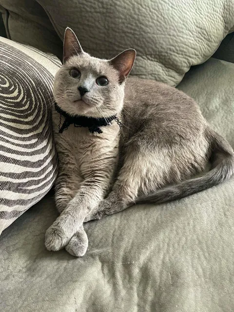 Pour one out for my girl, she's crossing the bridge tomorrow.