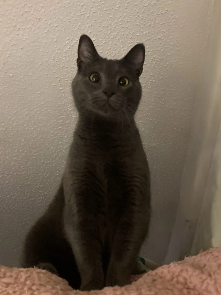 Love this picture of my cat 😂