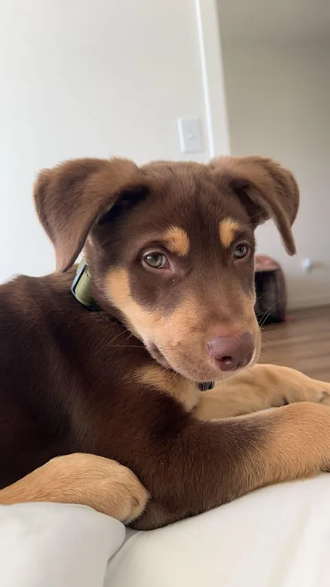 Found this lil guy on the street, he has his forever home now :)