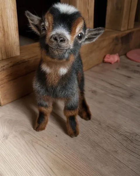 Happy little fella🥰❤️