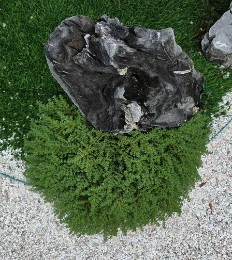 Is this weed growing at the base of this rock an adorable edition or nah? Mom wants to end its life, I'm playing defense lawyer.