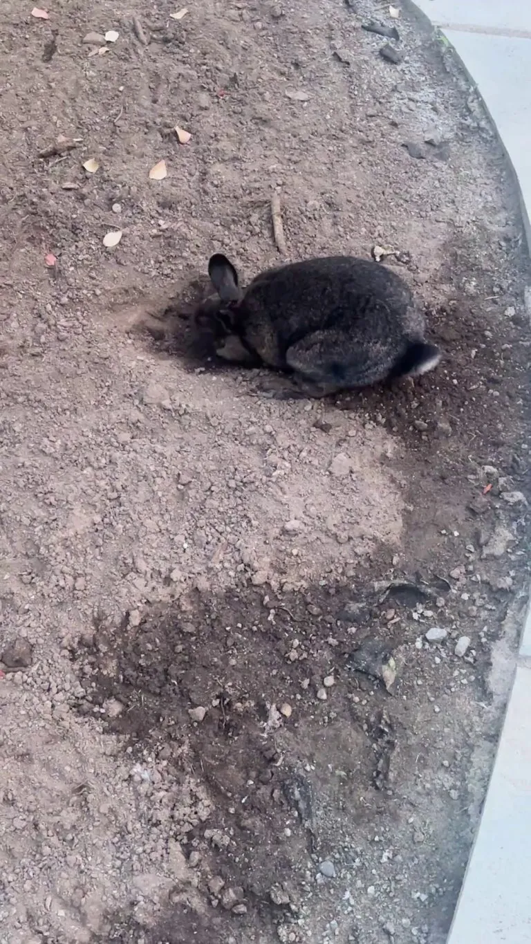 Patty.  Our house Bunny