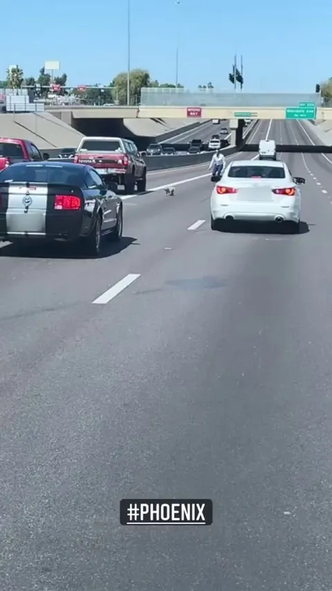 People on Freeway stop to help lost puppy running into traffic