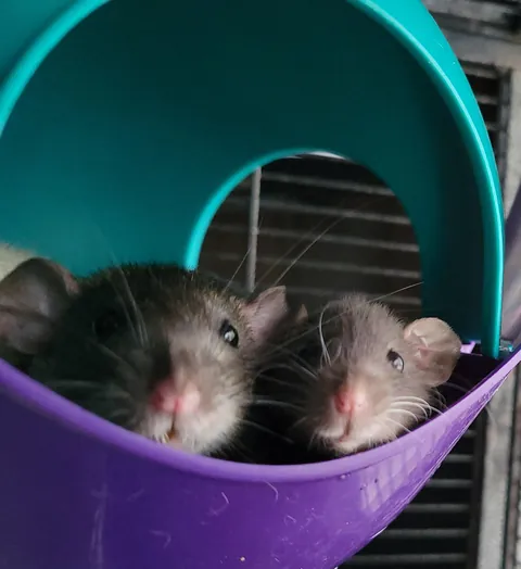 Nutti is officially 9 weeks and still a smol baby 🥰