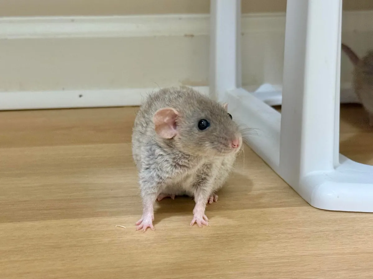 Quirk is such a cute little Linklet