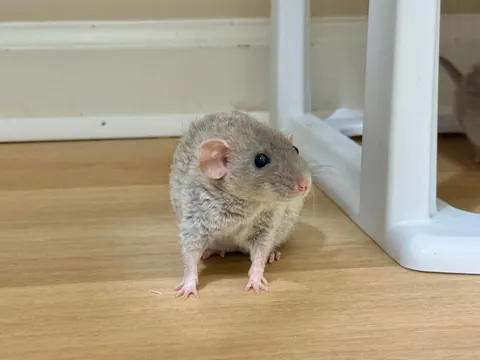 Quirk is such a cute little Linklet