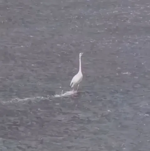 🔥 Looks like this stork is surfing