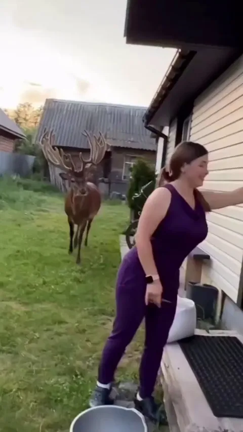 What a beautiful scene to welcome this beautiful deer in your backyard