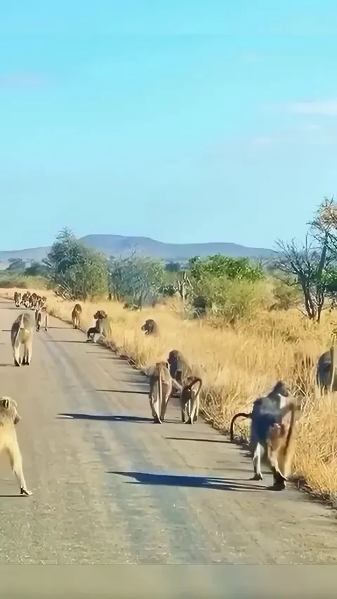 Alpha baboon risking his life to save his troop from a leopard attack