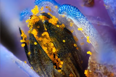 🔥 Super-macro photographs of the central pollen-producing part of a common daisy