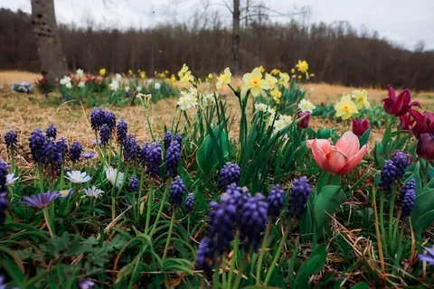 I planted 2000 bulbs this past winter and many are emerging.