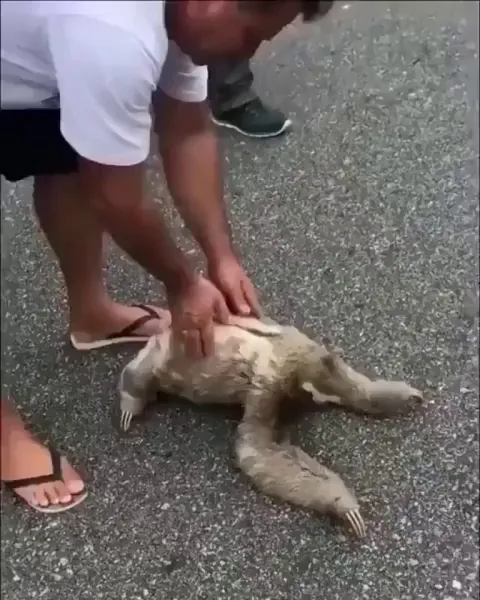 🔥 A sloth being helped across the road