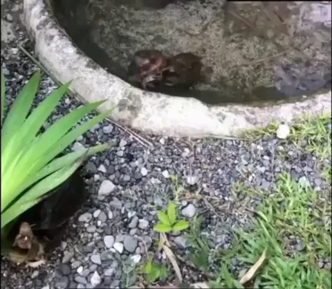 Coldplay Consert at Animal Planet