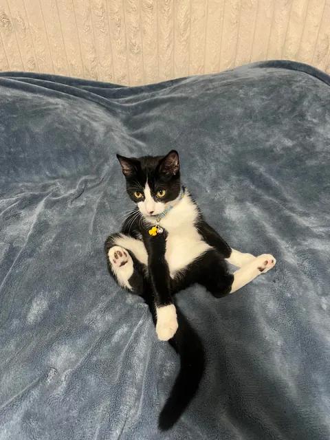 Pluto: 1 month to 1 year