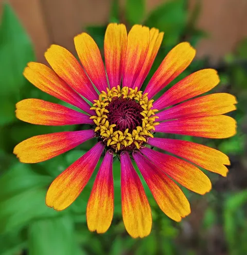 My first year growing this variety and I'm just so so obsessed. 😍