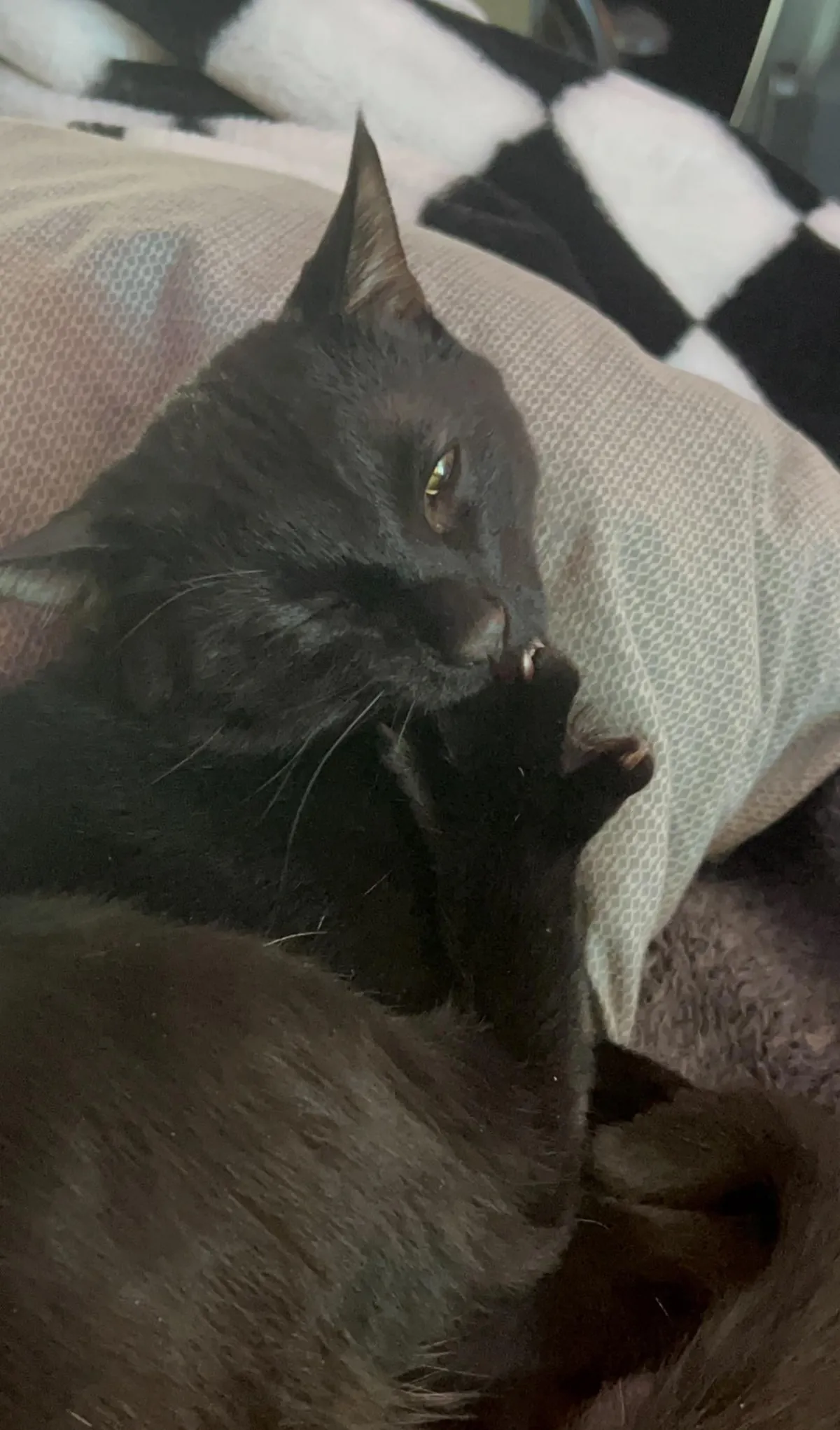 my very un-photogenic squidward