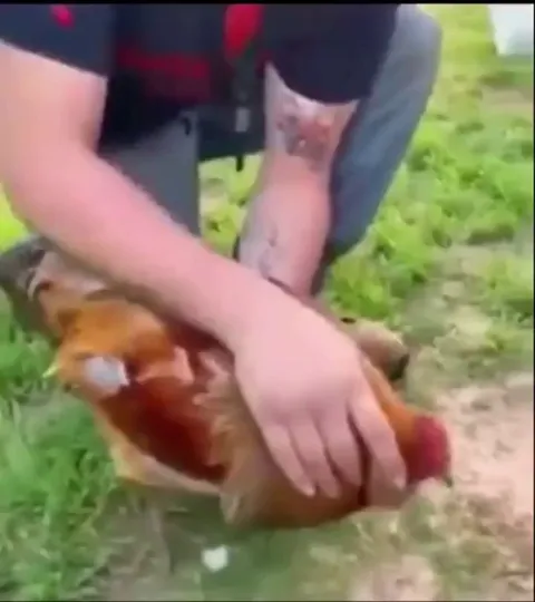 How to hypnotise a chicken