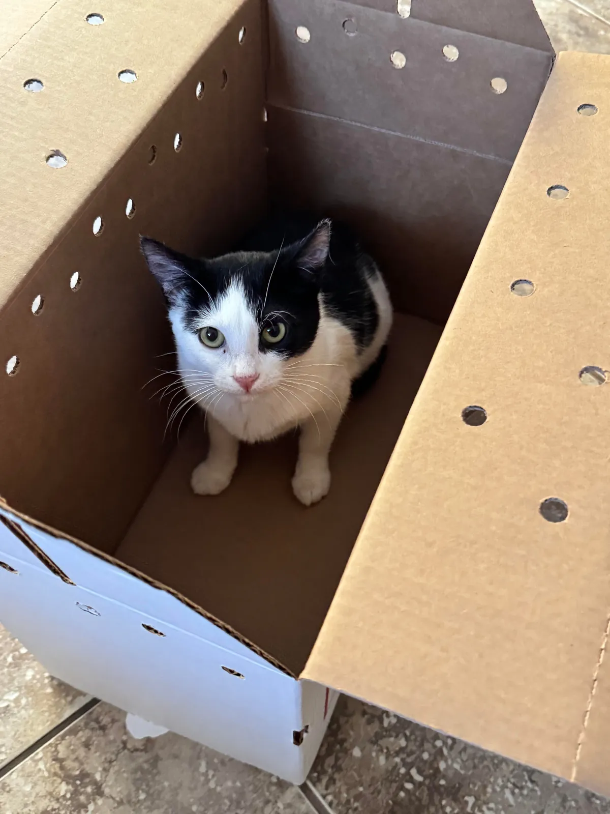 Adopted my first ever cat today!