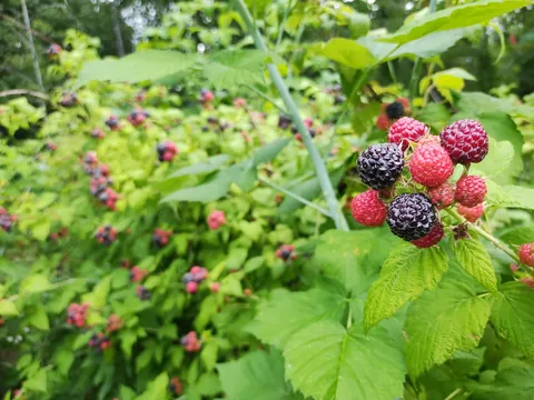 Black raspberry harvest is hitting peak this week in the garden