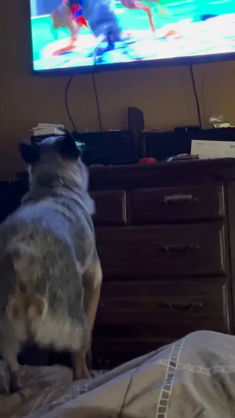 The Puppy Bowl is serious business!