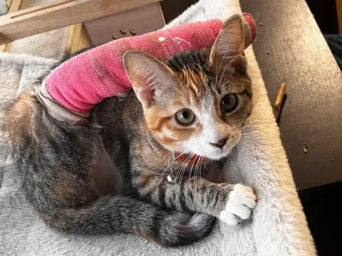 Fractured leg doesn’t stop  Aurea from showing how fabulous she is.