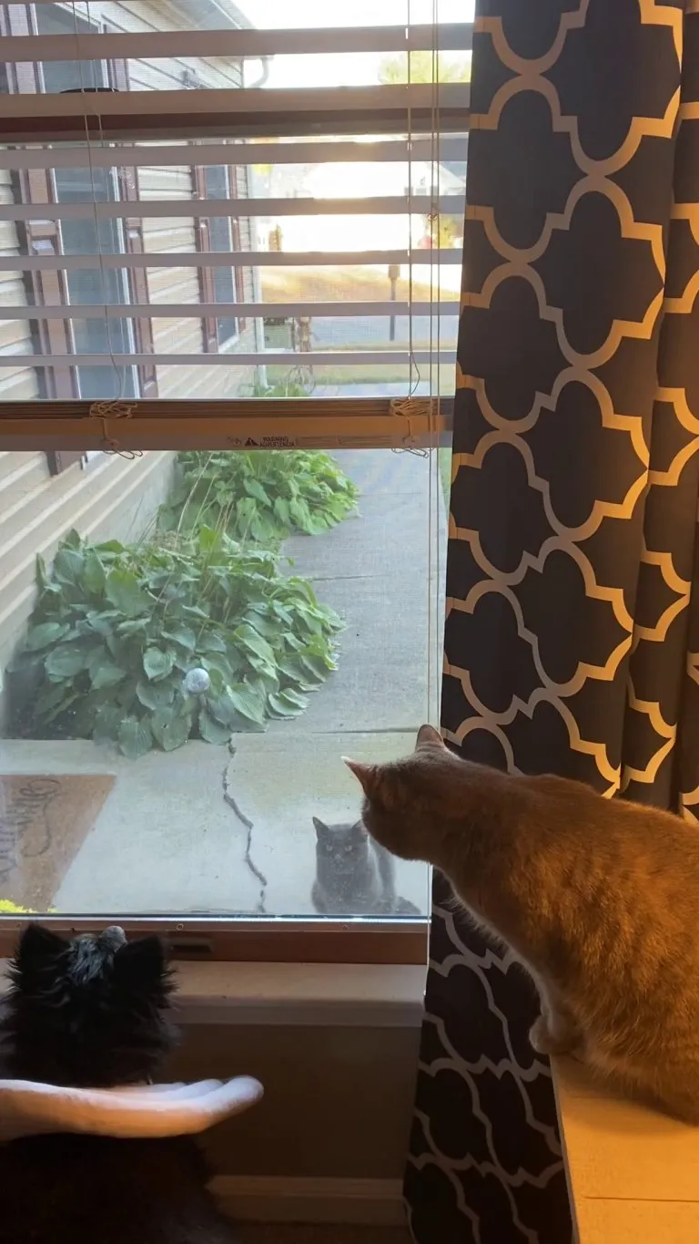 There are four (4) derps in this video. 