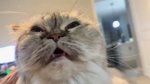 My cat fell asleep with their eyes open while I was petting them