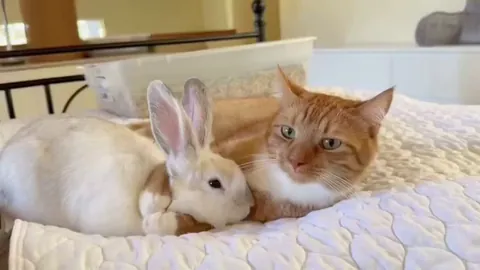 Full-time Bunny groomer