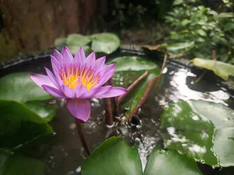 My lotus &amp; water lily bloomed together today