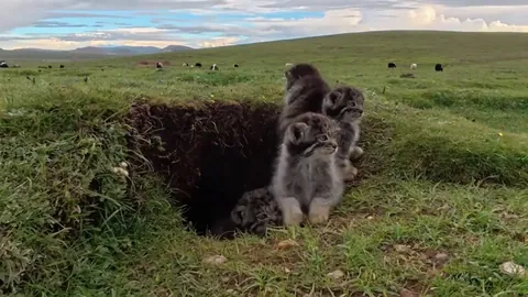 Mama and Babies Come Out of the Den to Explore