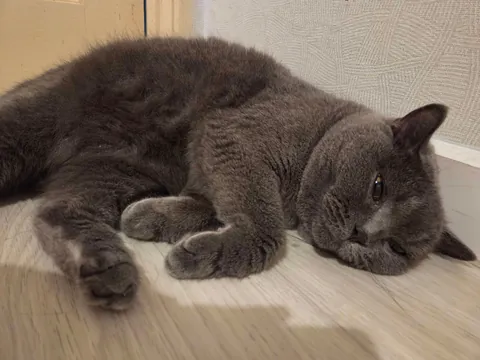 Lost my Orange Queen last week, my other cat and I are struggling.