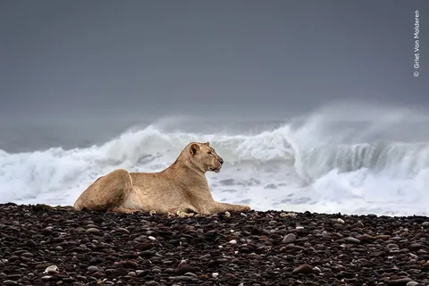 Wildlife Photographer of the Year 2025 - Selected pictures - Natural History Museum, London