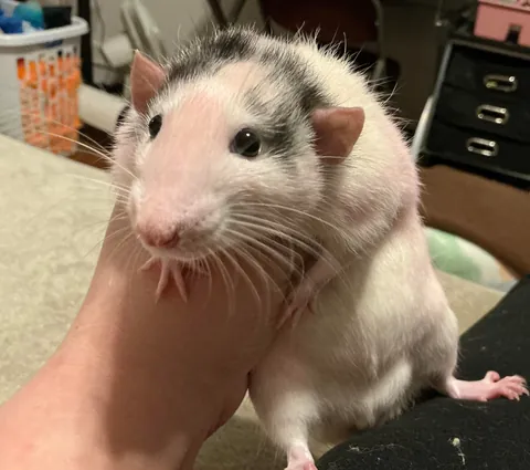 Just another day in rat ownership: “Why are you pink??”