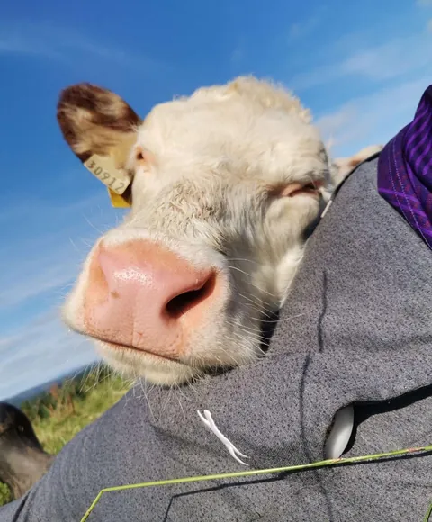 You’ve heard of lap dogs… how about lap cows?