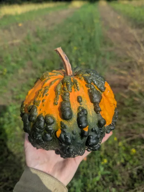 Some unique finds from the pumpkin fields at work this year!