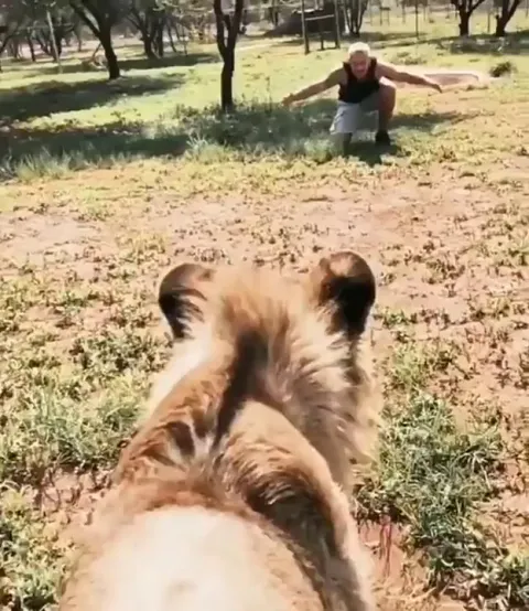 Dexter the lion greets the man who raised him at a wildlife sanctuary