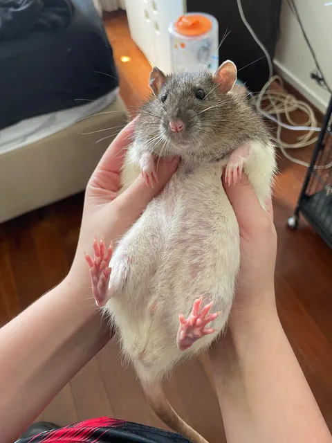 what a round shaped rat