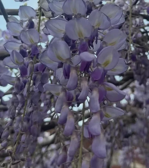 The most beautiful flowers I captured in my grandmother's garden, but I still don't know what they're called.