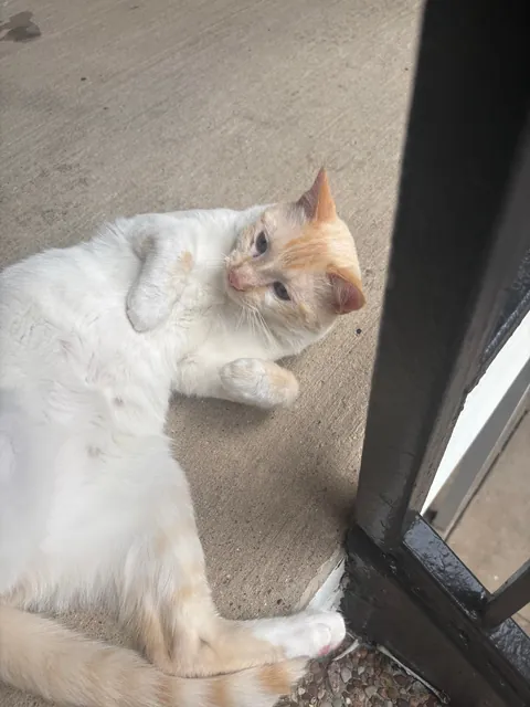 A beautiful boy followed me home today ❤️