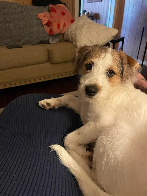 The vet said today, “that’s a good looking dog” :)