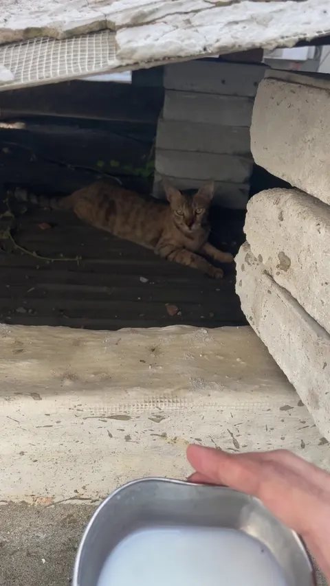 Found a Cat on My Roof: Any Advice on Gaining Her Trust