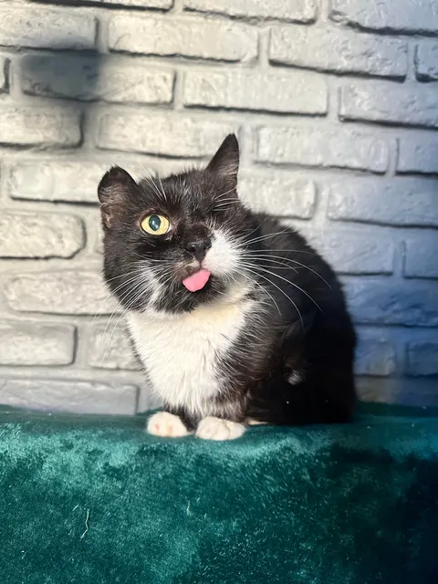 My perfect foster Dziadek passed away. He was so full of life despite the years as a neglected stray.