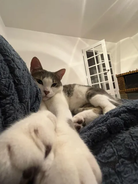 He will touch you this night with his long legs