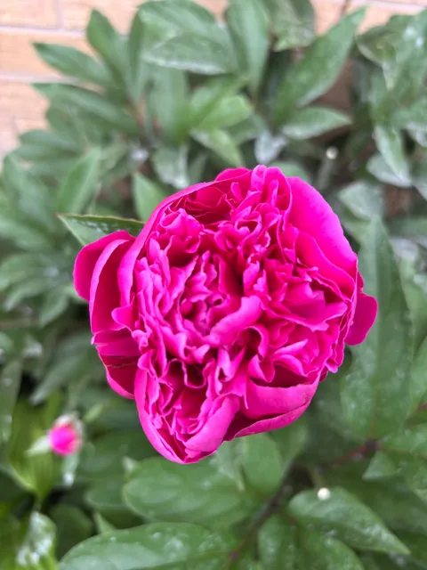 You can imagine my joy upon discovering our newly bought house has a peony plant in the backyard 😍