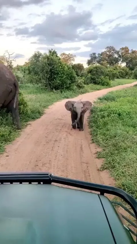 Elephant baby first attempts at intimidation