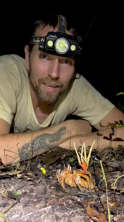 Tarantula infected by Cordyceps