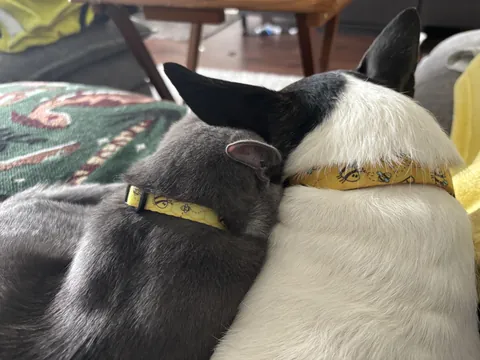 I meant to get my cat a kitten, but instead I got my dog a kitten. 😅