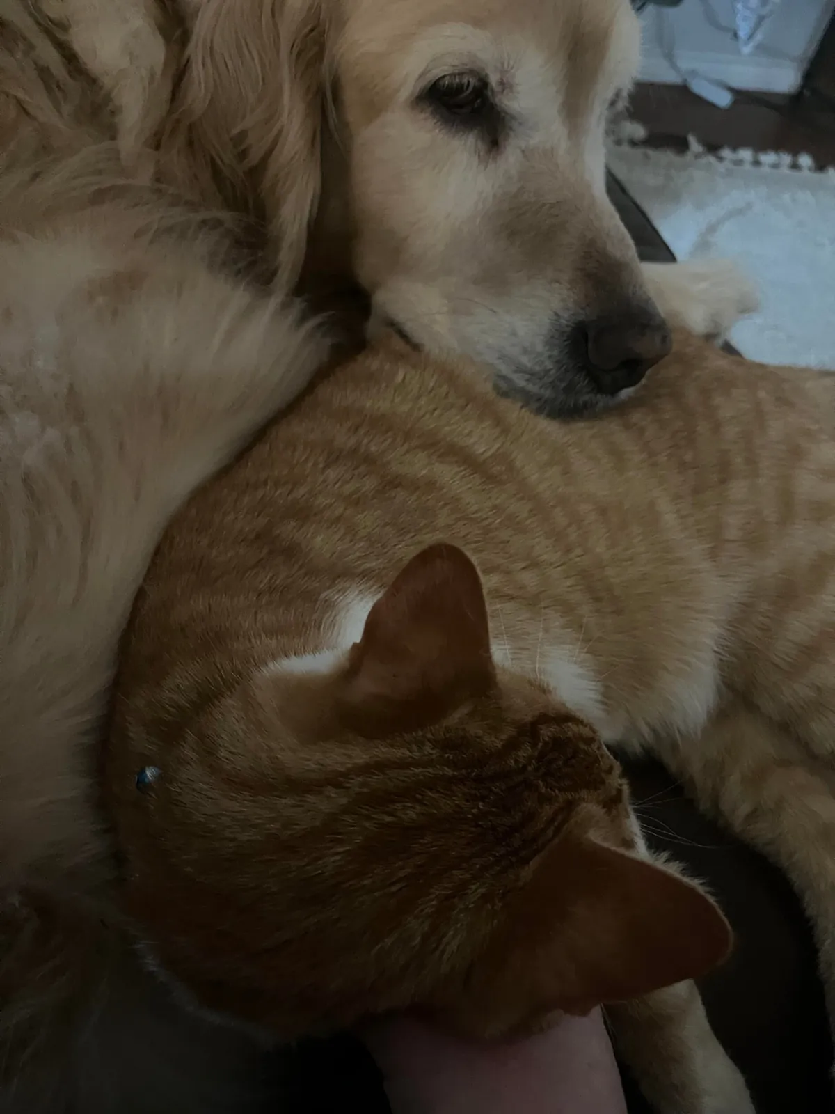 JimJim loves his Clover dog