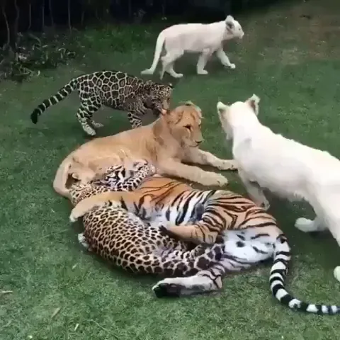 Different species of big cats raised together at a sanctuary 